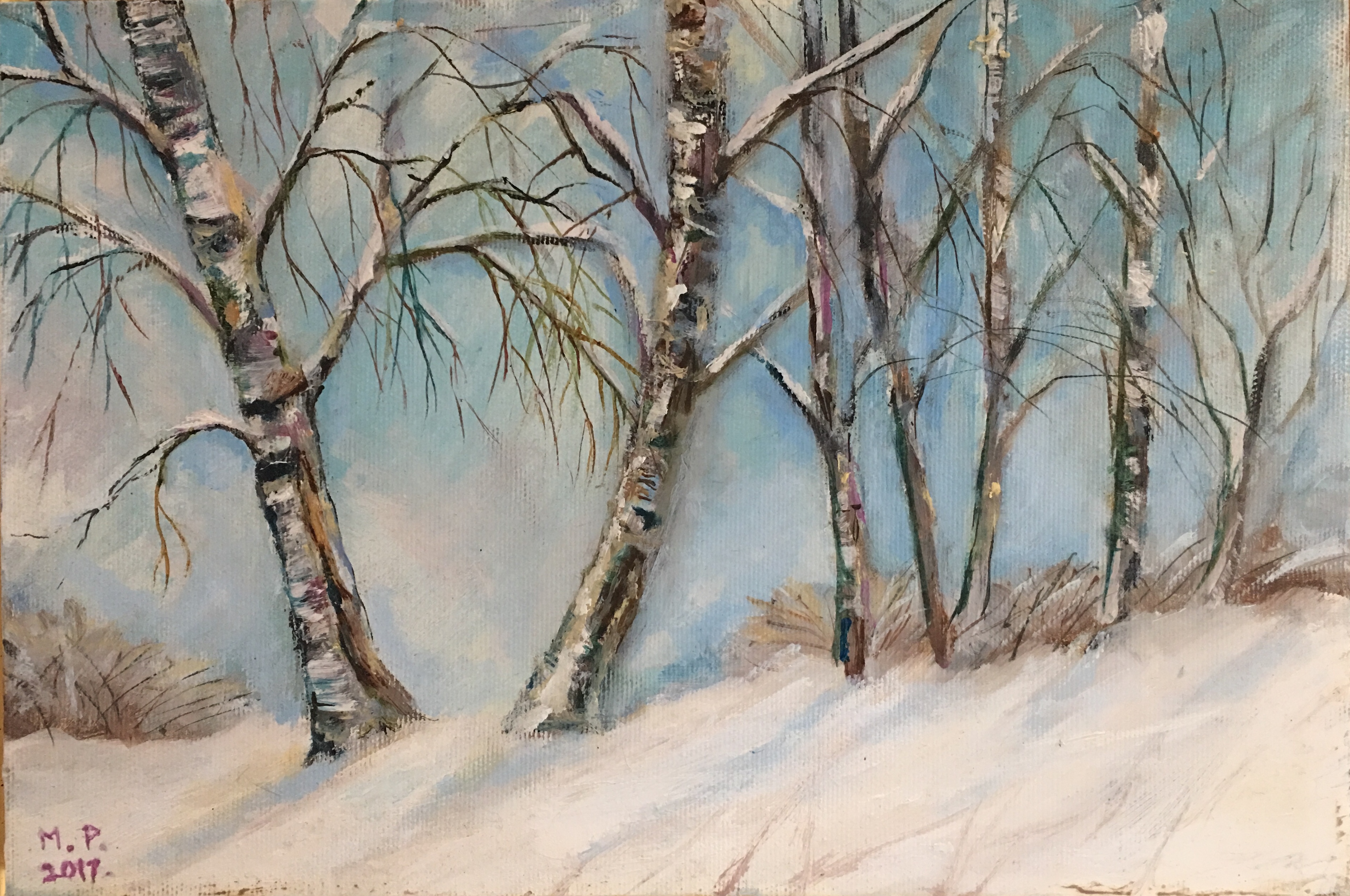 Bircjhes in the winter